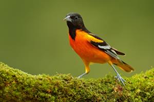 Kaytee Wild Bird Summer Birds Baltimore Oriole