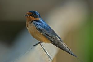 Kaytee Wild Bird Summer Birds Barn Swallow