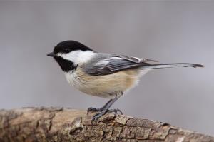 Kaytee Wild Bird Summer Birds Black Capped Chickadee