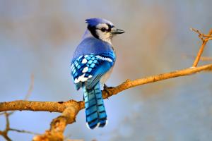 Kaytee Wild Bird Summer Birds Bluejay