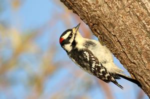 Kaytee Wild Bird Summer Birds Downy Woodpecker