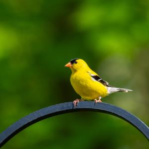 Kaytee Wild Bird Summer Birds Goldfinch 
