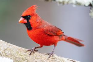 Kaytee Wild Bird Summer Birds Male Northern Cardinal