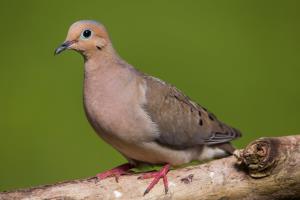 Kaytee Wild Bird Summer Birds Mourning Dove