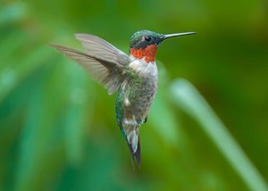 Kaytee Wild Bird Summer Species You'll See In Your Backyard This Year