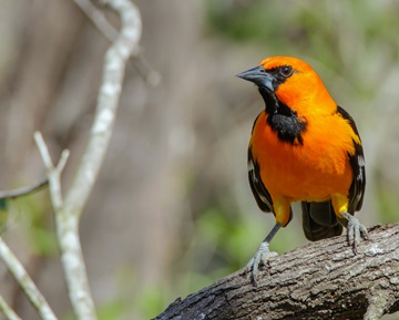 Types Of Orioles