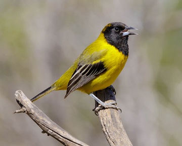 auduobons oriole