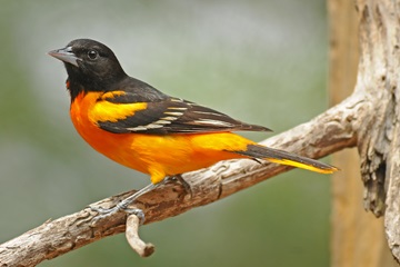 baltimore oriole