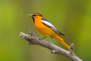 bullocks oriole
