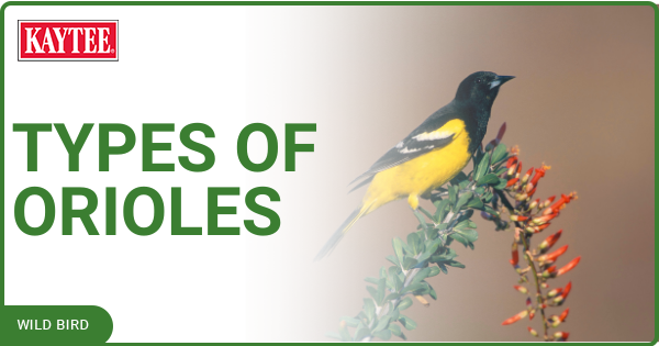 All about deals birds baltimore oriole