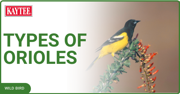 Types Of Orioles