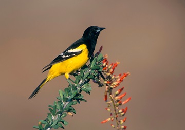 scotts oriole