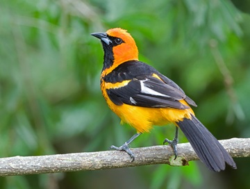 spot breasted oriole