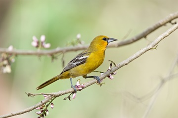 streak backed oriole