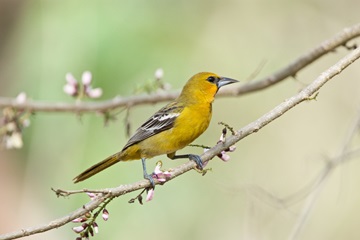 Types Of Orioles