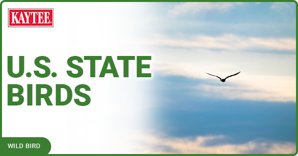 US State Birds