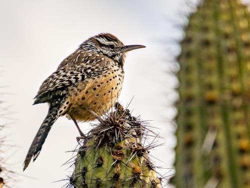 Kaytee US State Birds Arizona State Bird