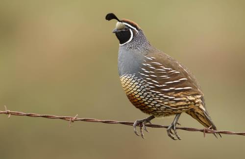 Kaytee US State Birds California State Bird