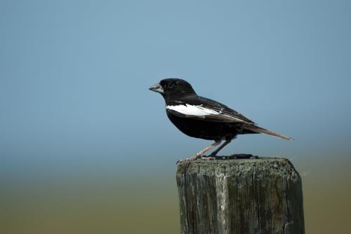 Kaytee US State Birds Colorado State Bird