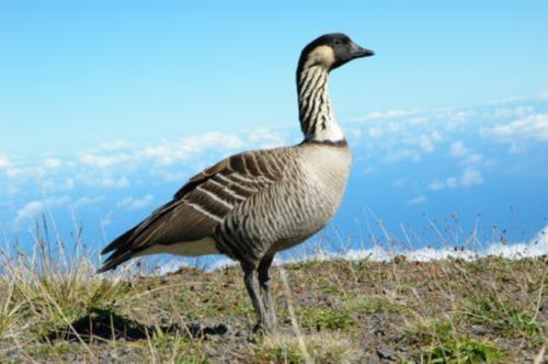 Kaytee US State Birds Hawaii State Bird