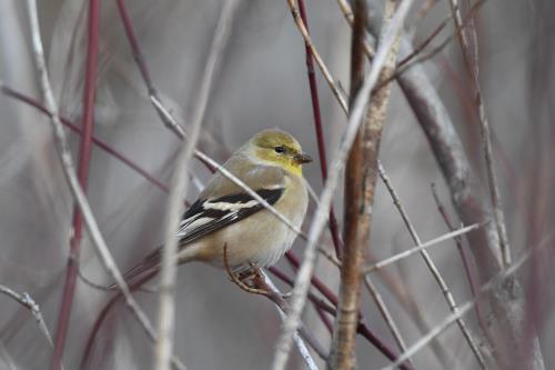 Kaytee blog us state birds iowa state bird new jersey state bird washington state bird