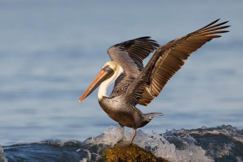 kaytee blog us sate birds louisiana state bird