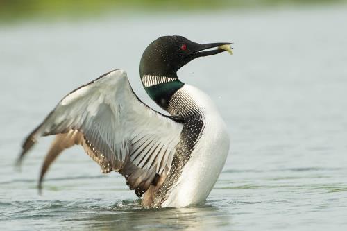 kaytee blog us state birds minnesota state bird