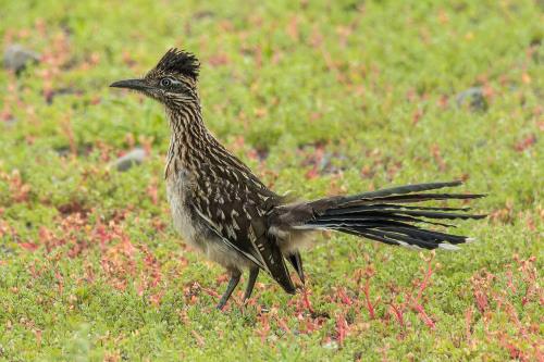 Kaytee blog US State Birds New Mexico State Bird