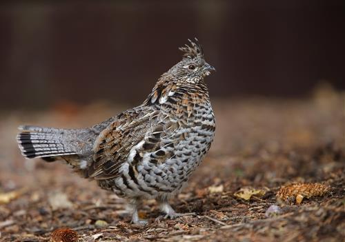 Kaytee blog US State Birds Pennsylvania State Bird