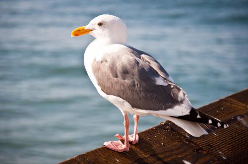 Kaytee blog US State Birds Utah State Bird