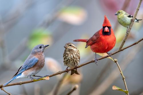 Kaytee Wild Bird What To Feed Wild Birds and When