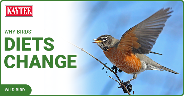 why birds diets change
