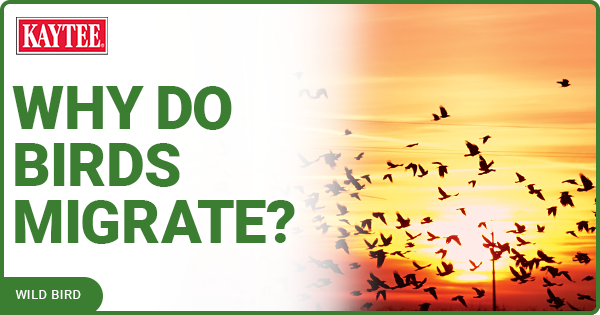 why do birds migrate