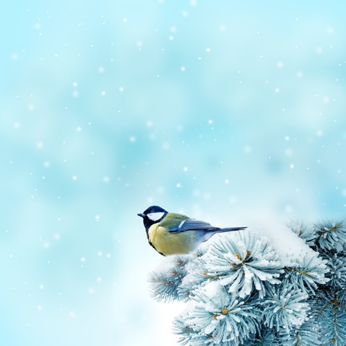 Kaytee Wild Bird Winter Checklist 