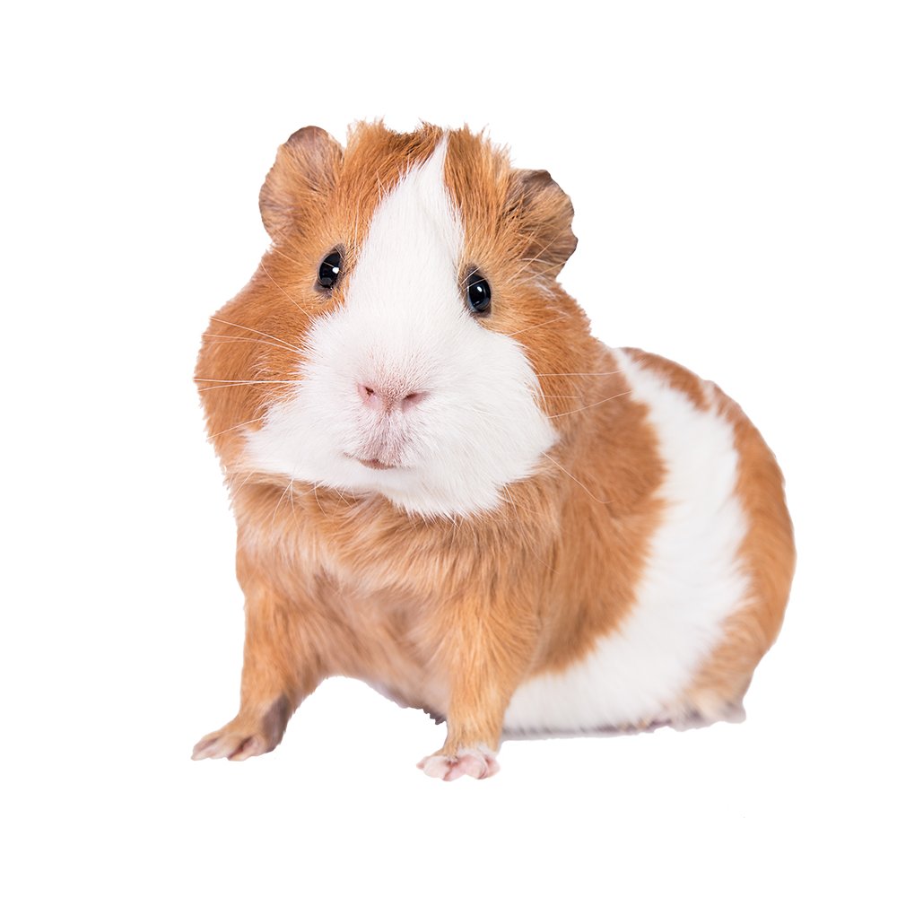 Kaytee Guinea Pig