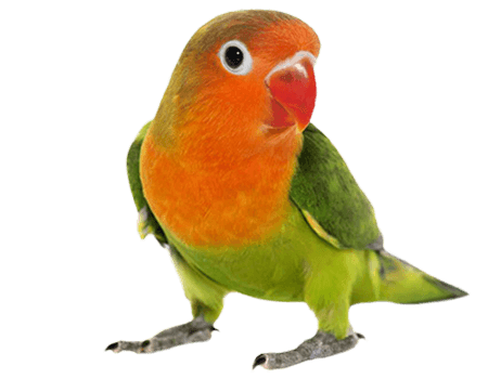 Lovebird