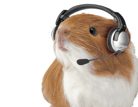 Guinea Pig wearing headphones