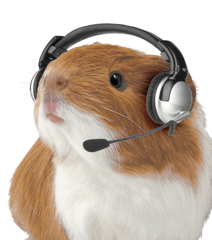 Guinea Pig with Headset