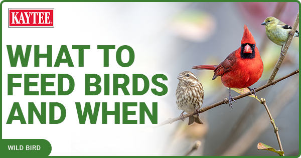 What To Feed Wild Birds and When
