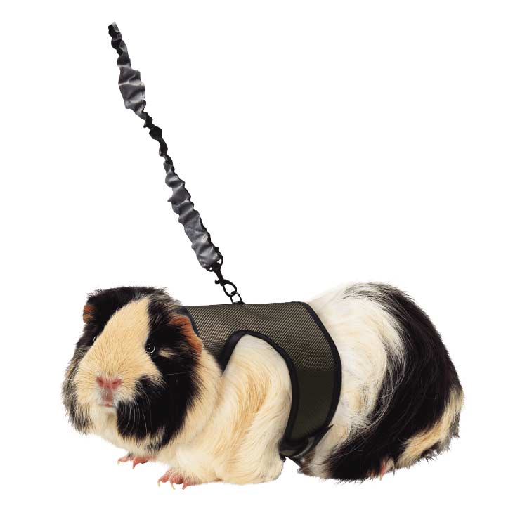 Guinea pig harnesses discount