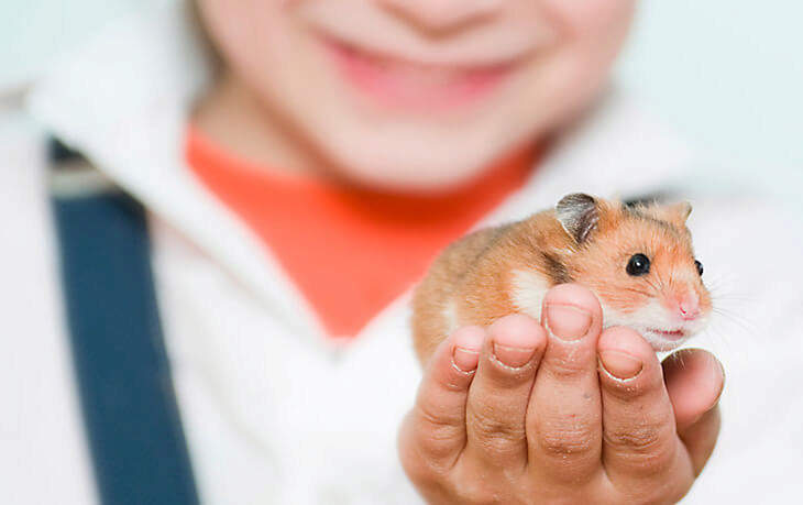 7 Reasons To Adopt A Hamster